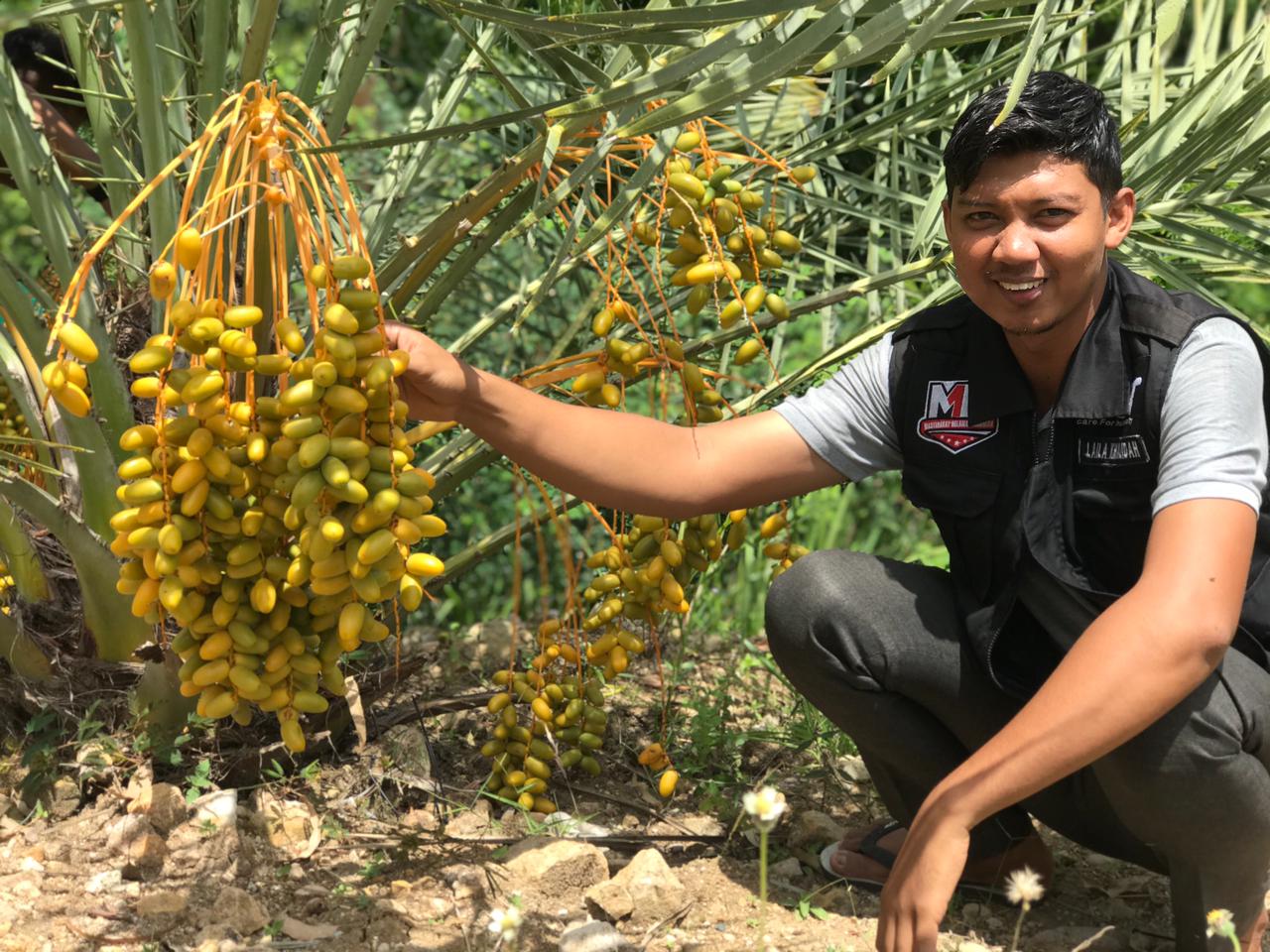 Global Wakaf ACT Aceh Panen Perdana Pohon Kurma di Aceh Besar