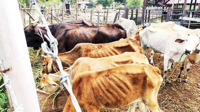 MaTA Pertanyakan Kasus Pengadaan Sapi di Saree